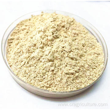 Roasted Garlic Powder High Quality Price